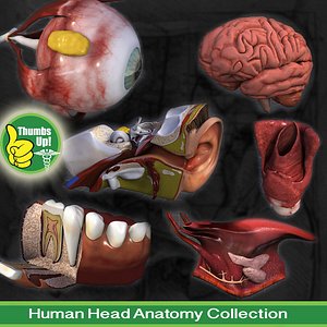 Head Anatomy Collection