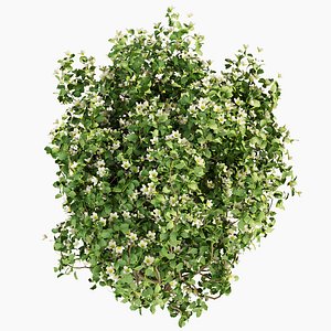 3D Collection plant vol 357 - philadelphus - bush - outdoor - flower - leaf - blender - 3dmax - cinema