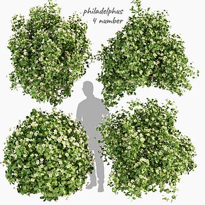 3D Collection plant vol 357 - philadelphus - bush - outdoor - flower - leaf - blender - 3dmax - cinema