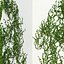 Ivy Wall Corner 02
