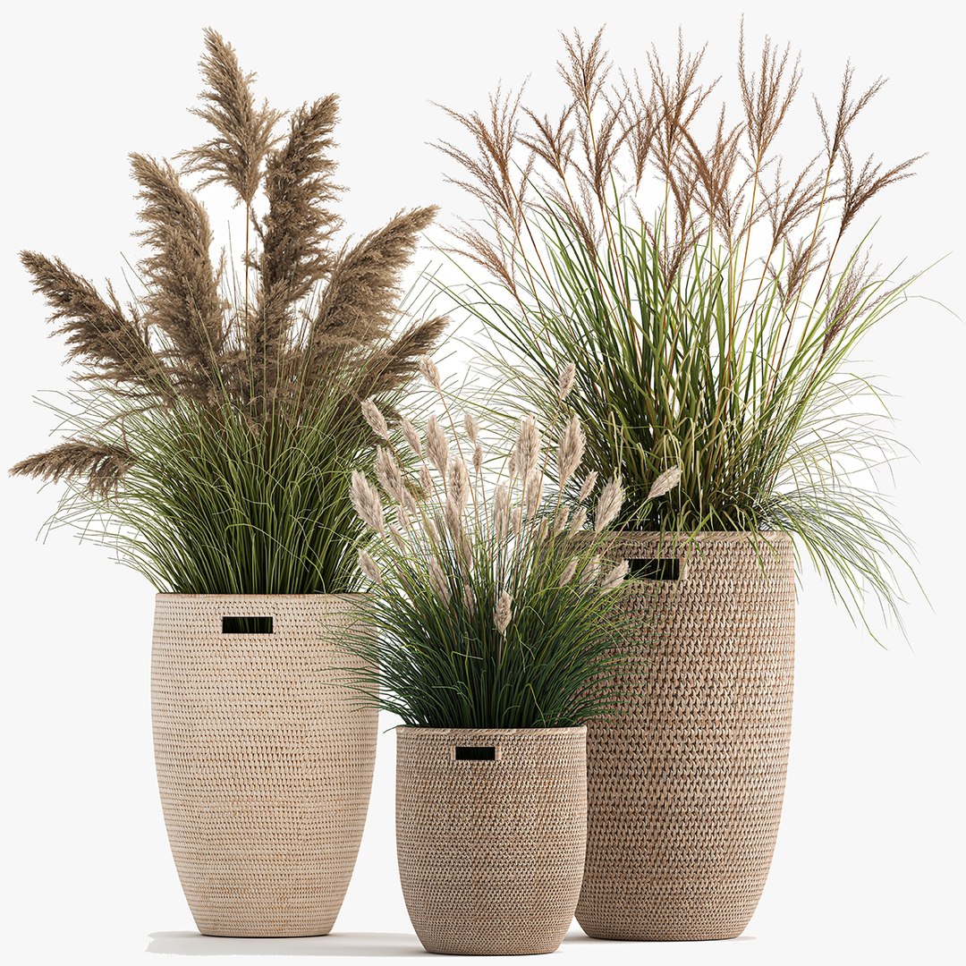 3D Ornamental Plants In Rattan Baskets 1024 Model - TurboSquid 1772305