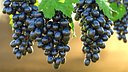 Bunch of Black Grapes