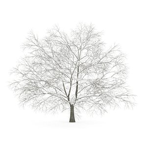 american beech winter obj