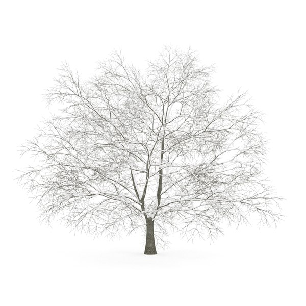 american beech winter obj