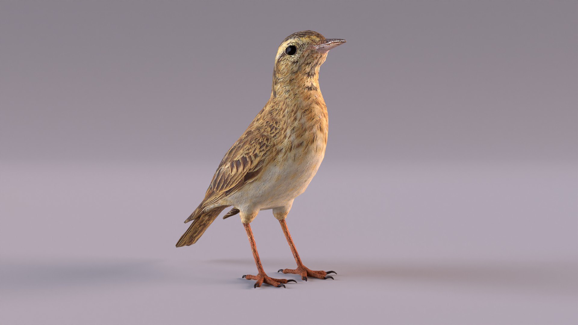 3D Pipit - TurboSquid 1906070