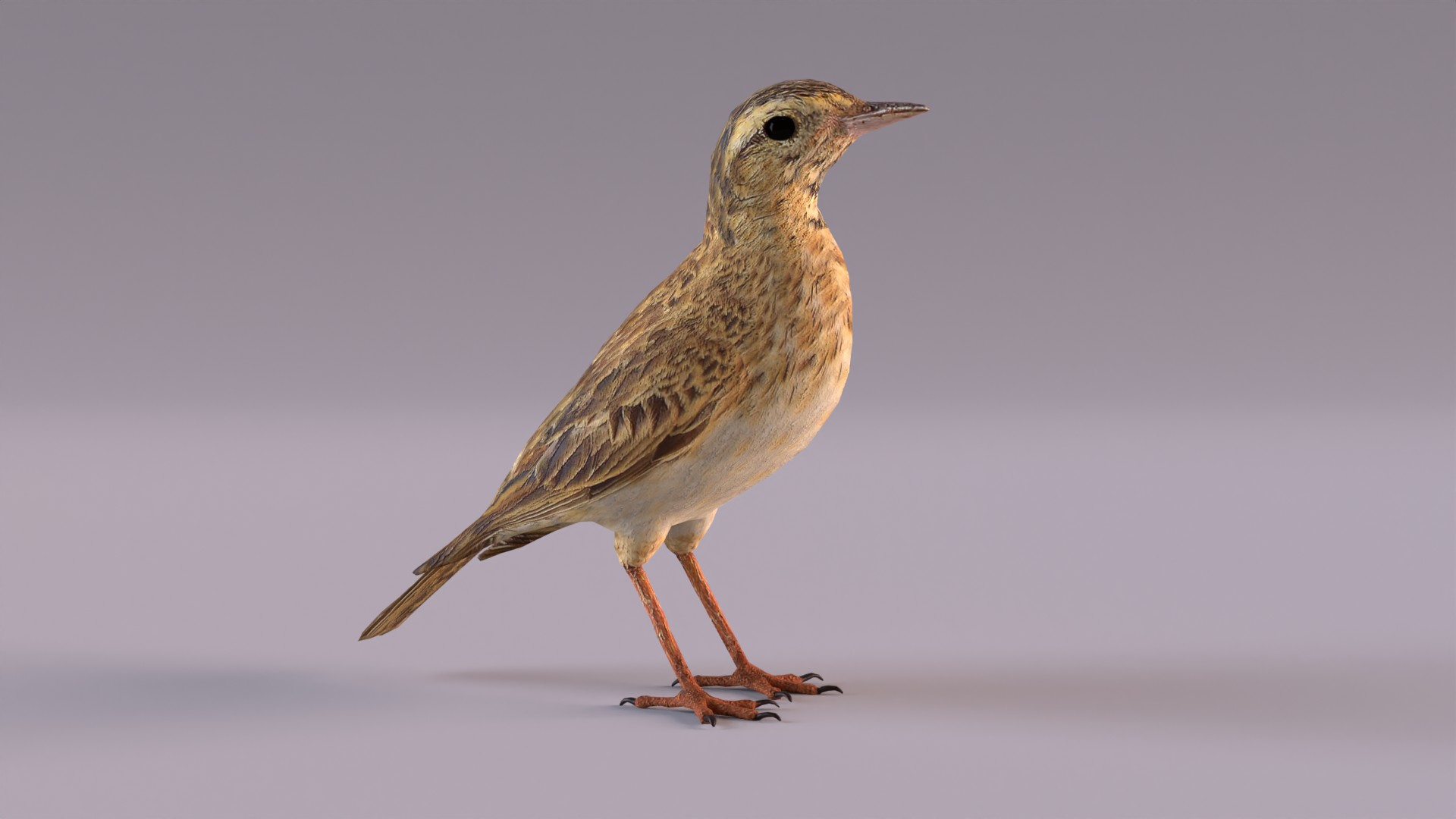 3D Pipit - TurboSquid 1906070