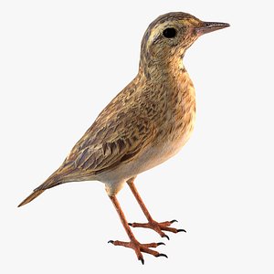 Pipit