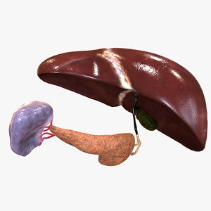 Human Hepatic System