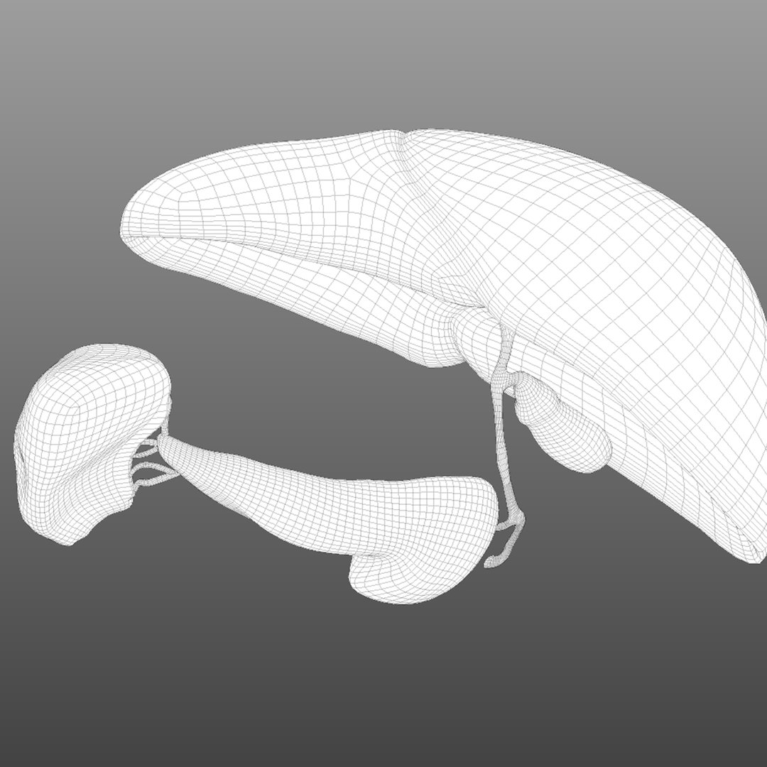 3D human hepatic https://p.turbosquid.com/ts-thumb/4j/G0hFvG/YQU5Qc9S/wire3/jpg/1584744024/1920x1080/fit_q87/7d413a751a930276f47296b3aa8b42ba706b12b2/wire3.jpg