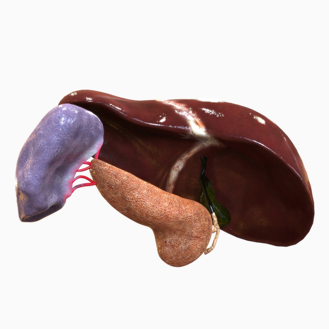 3D human hepatic https://p.turbosquid.com/ts-thumb/4j/G0hFvG/y8AohDrL/left_view2/jpg/1584744024/1920x1080/fit_q87/a803b2f7315a5360622142b1c2d424d10e827e7b/left_view2.jpg