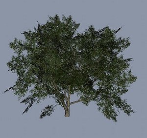 Bush
