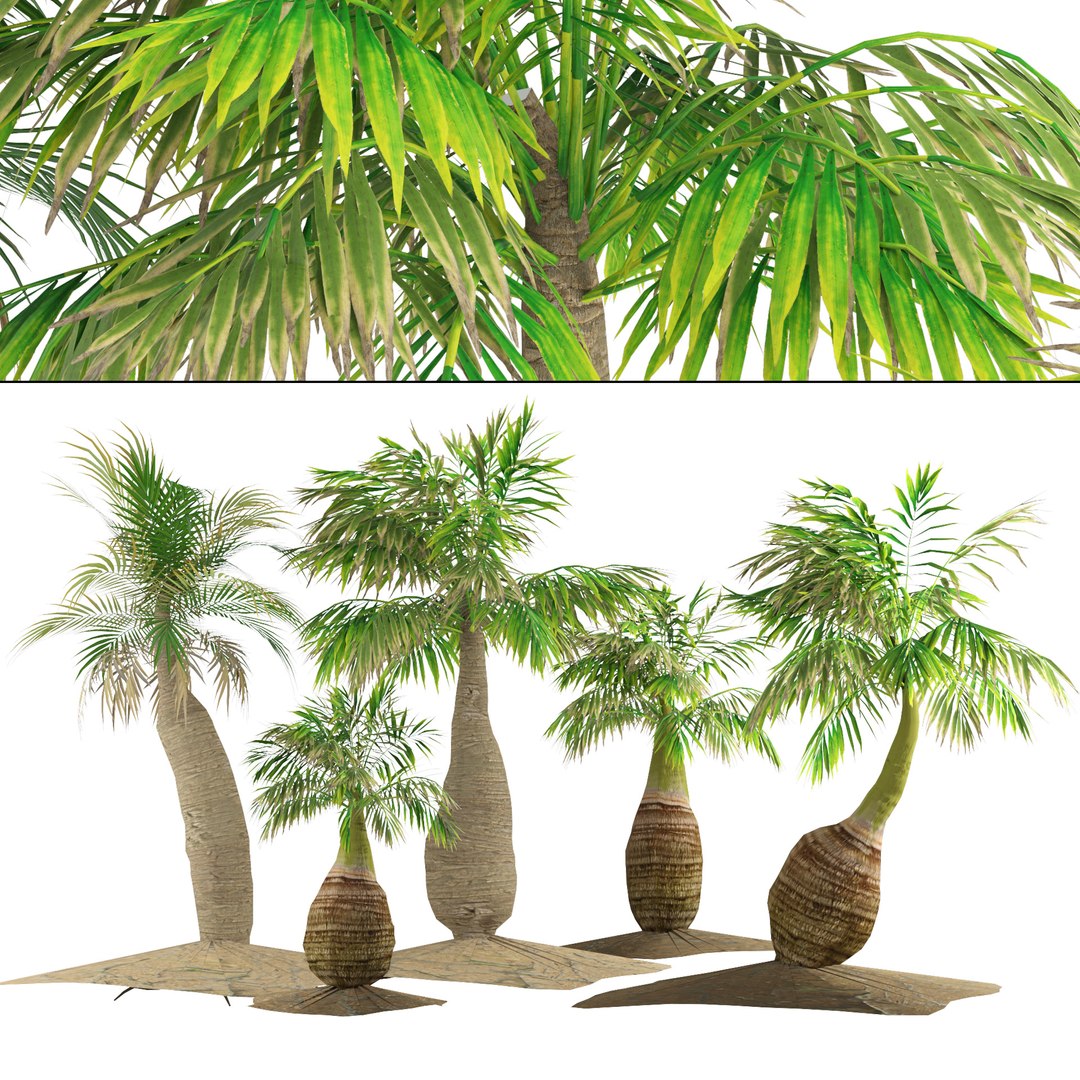 Tropical bottle palm model https://p.turbosquid.com/ts-thumb/4j/gqYirh/Mq/cover01/jpg/1693680701/1920x1080/fit_q87/ab900a78b7cf792b887846b03169c8030567d8b3/cover01.jpg