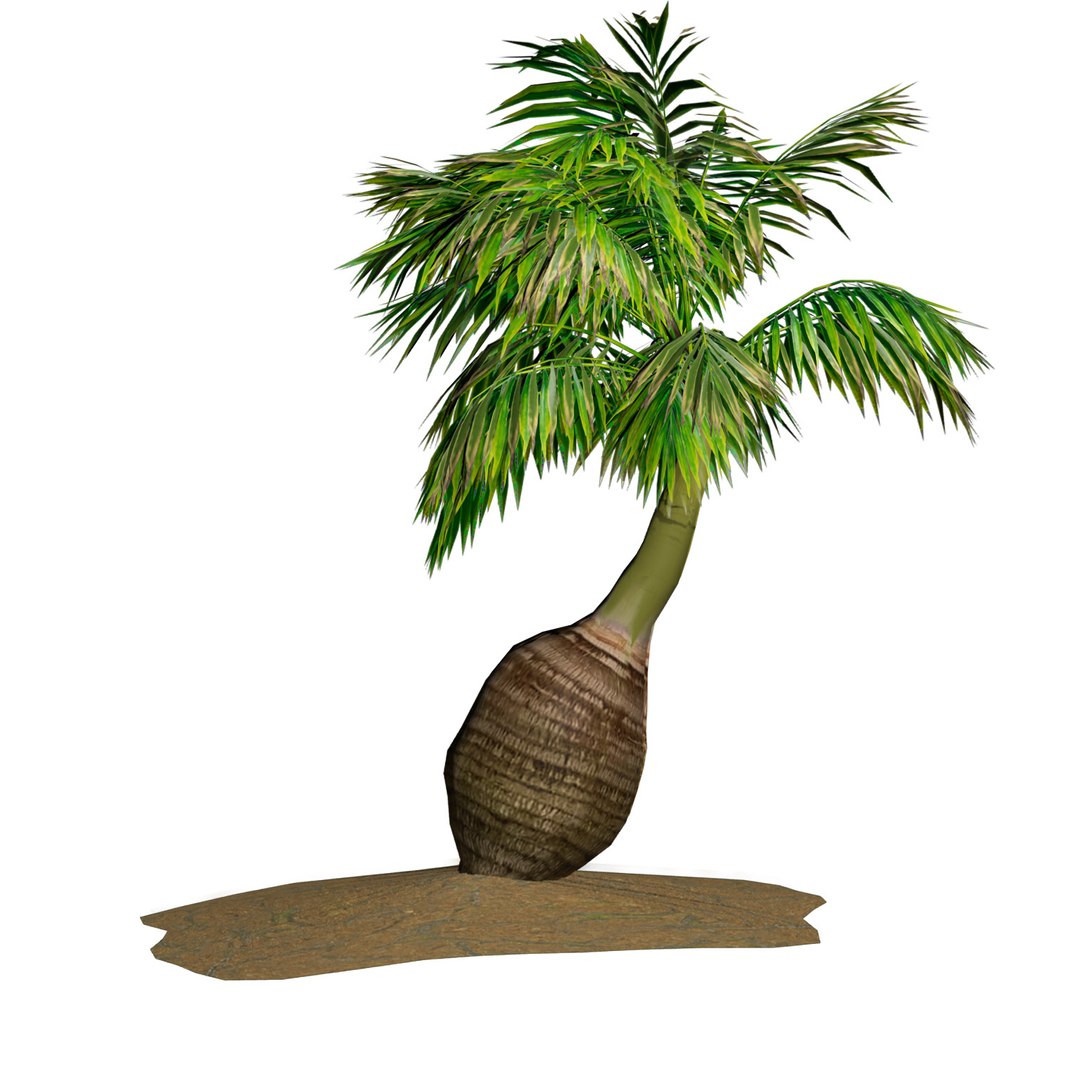 Tropical bottle palm model https://p.turbosquid.com/ts-thumb/4j/gqYirh/gK/tree_25_ft_with_soil_c/jpg/1693680699/1920x1080/fit_q87/826468fb58afac42ea7de83d4b217a1809afbe8b/tree_25_ft_with_soil_c.jpg
