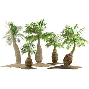 Tropical bottle palm