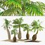 Tropical bottle palm