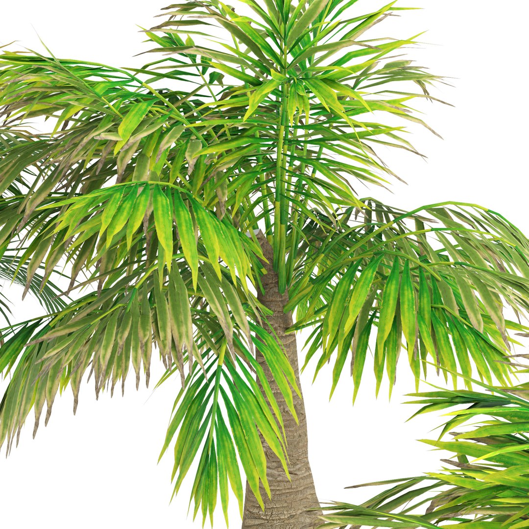 Tropical bottle palm model https://p.turbosquid.com/ts-thumb/4j/gqYirh/yA/z01pp02/jpg/1693680698/1920x1080/fit_q87/af37be2eaa71905a261668eadb7d2068afca9621/z01pp02.jpg
