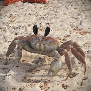 Shoreline Sand Crab Pink Beige Fur Rigged for Cinema 4D