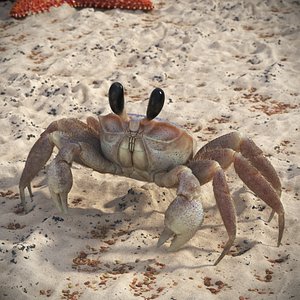 Shoreline Sand Crab Pink Beige Fur Rigged for Cinema 4D