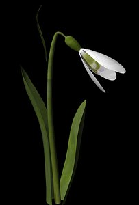 snowdrop flower 3d ma