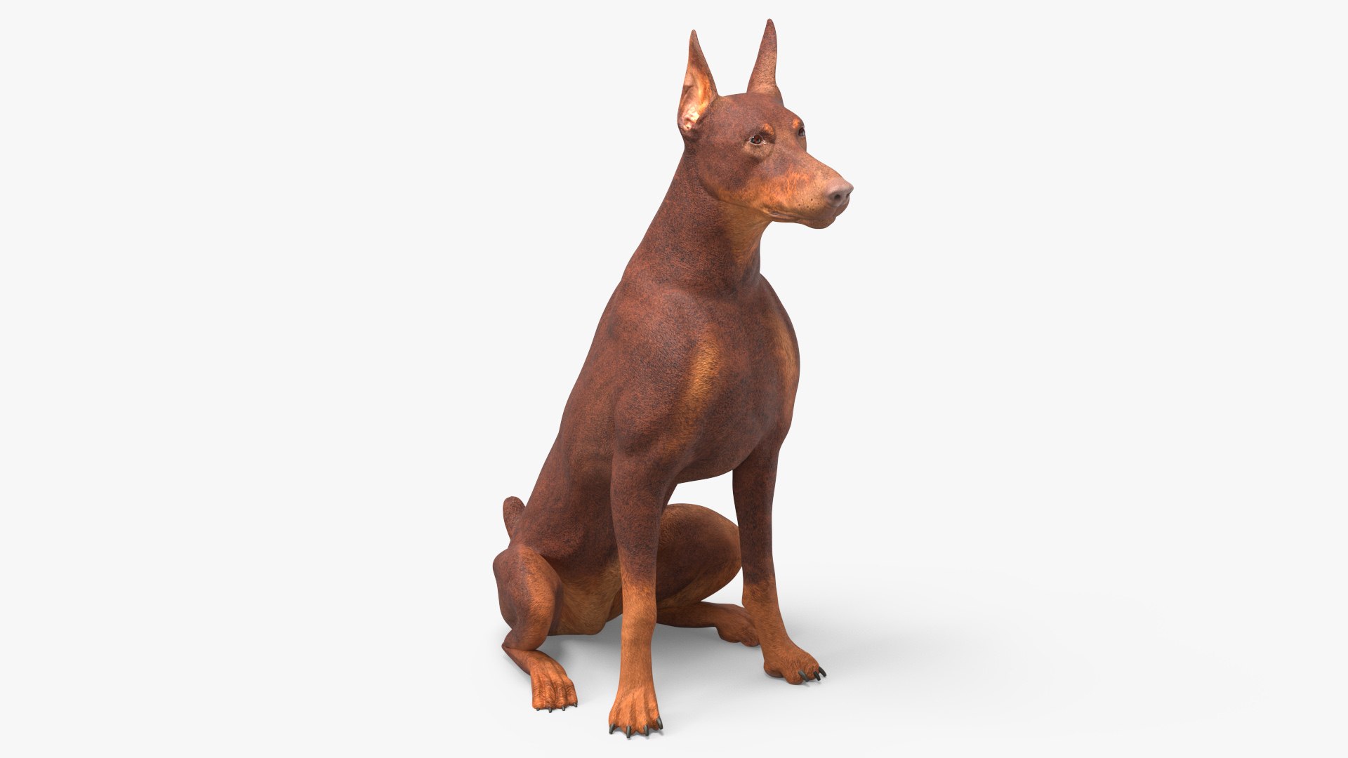 Doberman Dog Brown Sits 3D model preview