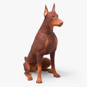 Doberman Dog Brown Sits