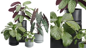 Indoor Plants Pack 30 model