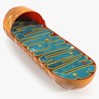 Mitochondrion Cross Section Structure Brown