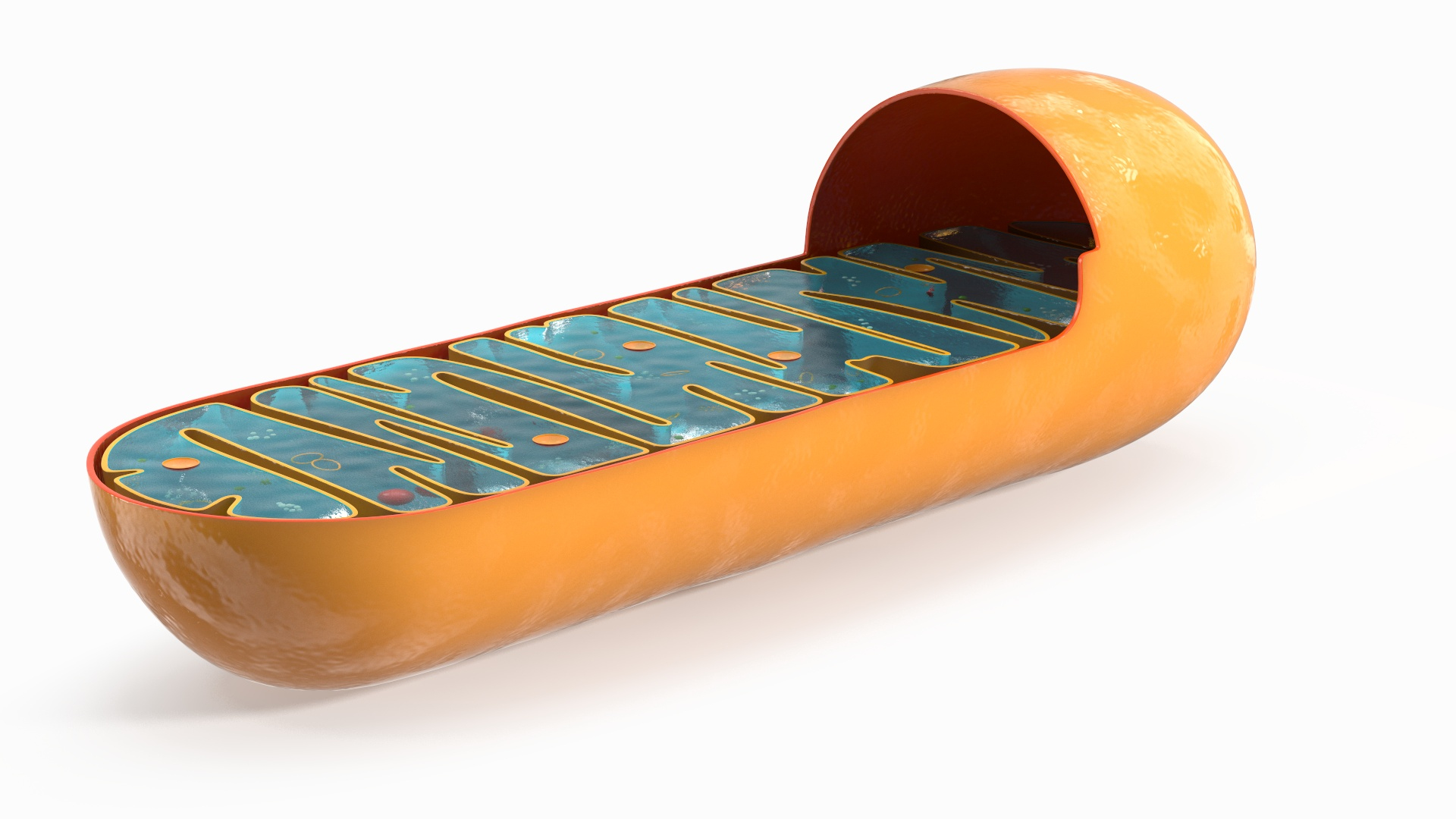 3D Mitochondrion Cross Section Structure Brown https://p.turbosquid.com/ts-thumb/4k/2vRuTq/q9/mitochondrion_cross_section_structure_brown_360/jpg/1774196880/1920x1080/turn_fit_q99/d3ec81f2cea7fc6998f2831d8cf5f3f9c8e3cb35/mitochondrion_cross_section_structure_brown_360-1.jpg