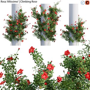 Rosa Altissimo - Rose flower 02 3D model