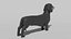 3D dachshund dog