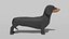 3D dachshund dog