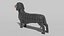 3D dachshund dog