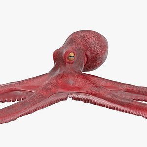 Unreal Octopus Models