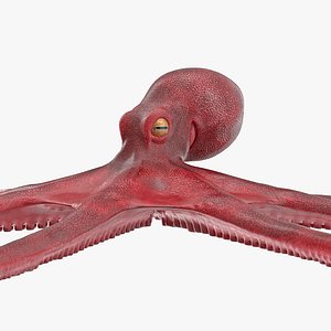 Octopus Vulgaris