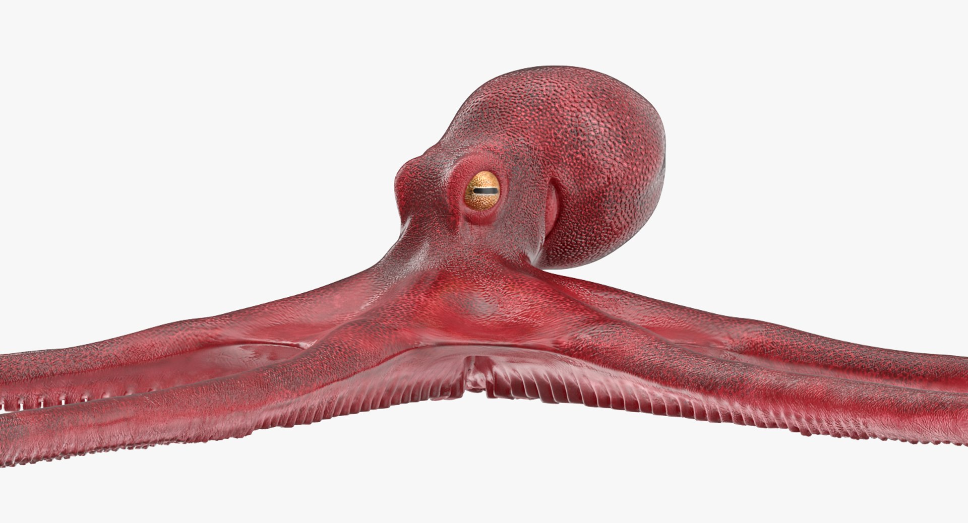 Octopus Vulgaris 3D model preview
