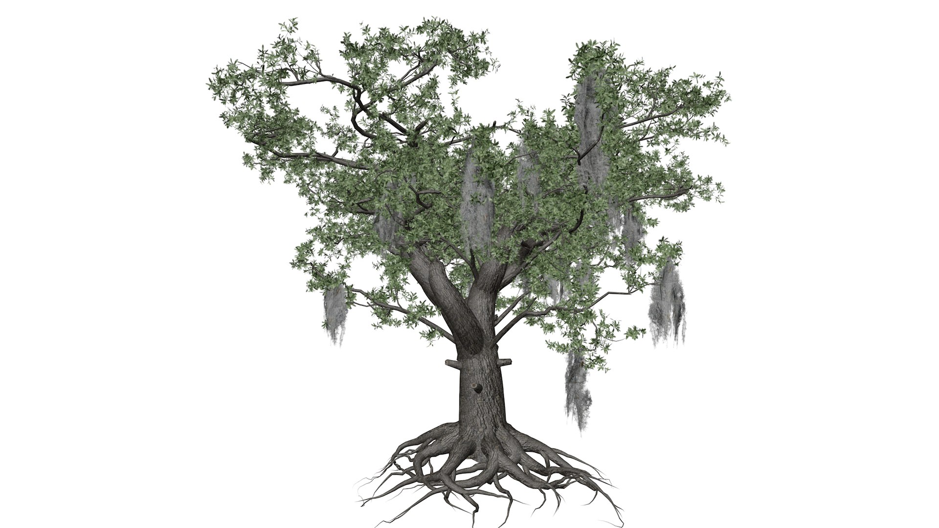 3D Live Oak Tree Collection - TurboSquid 2379023