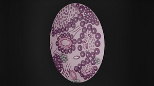 Human Anatomy-Pancreatic Cell