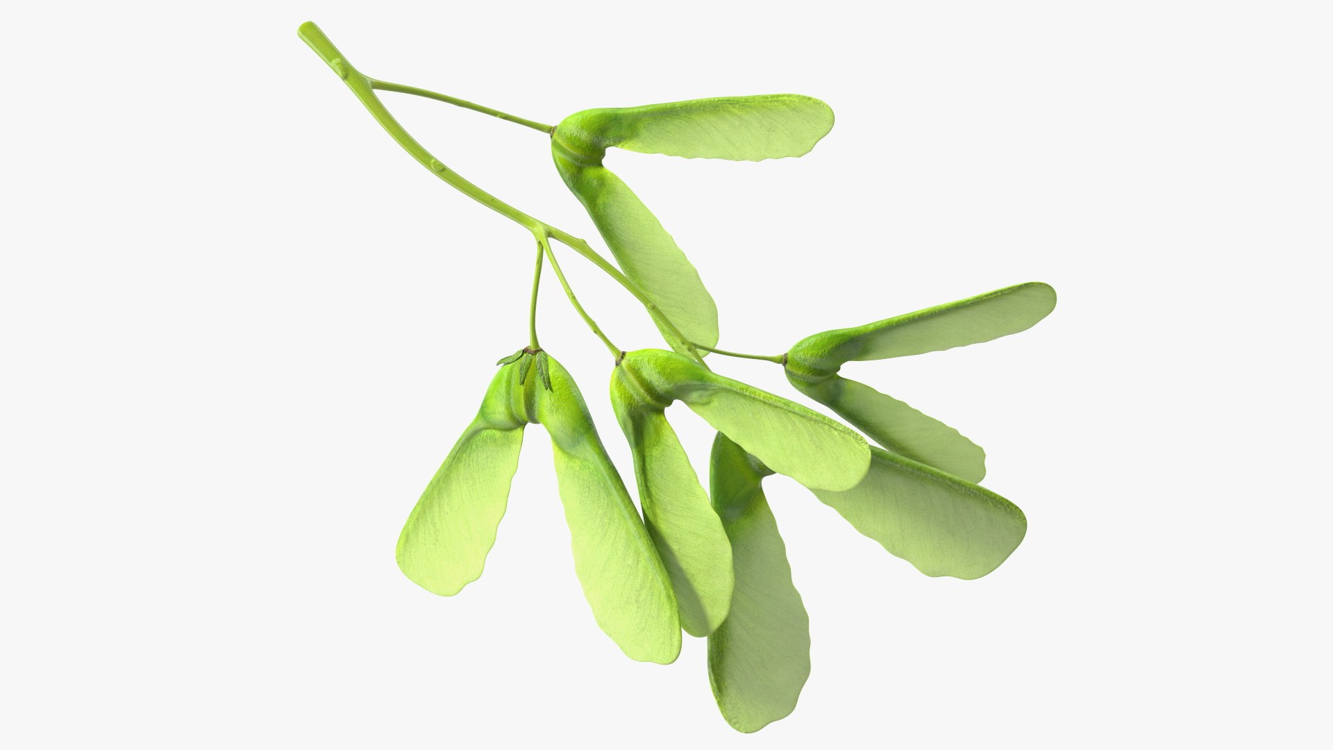 Green Maple Seeds Branch 3D model preview