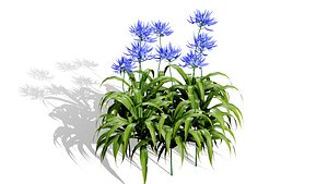 Agapanthus Plant Collection