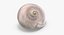 Sharkeye Moon Shell