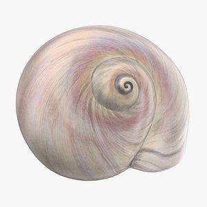 Sharkeye Moon Shell