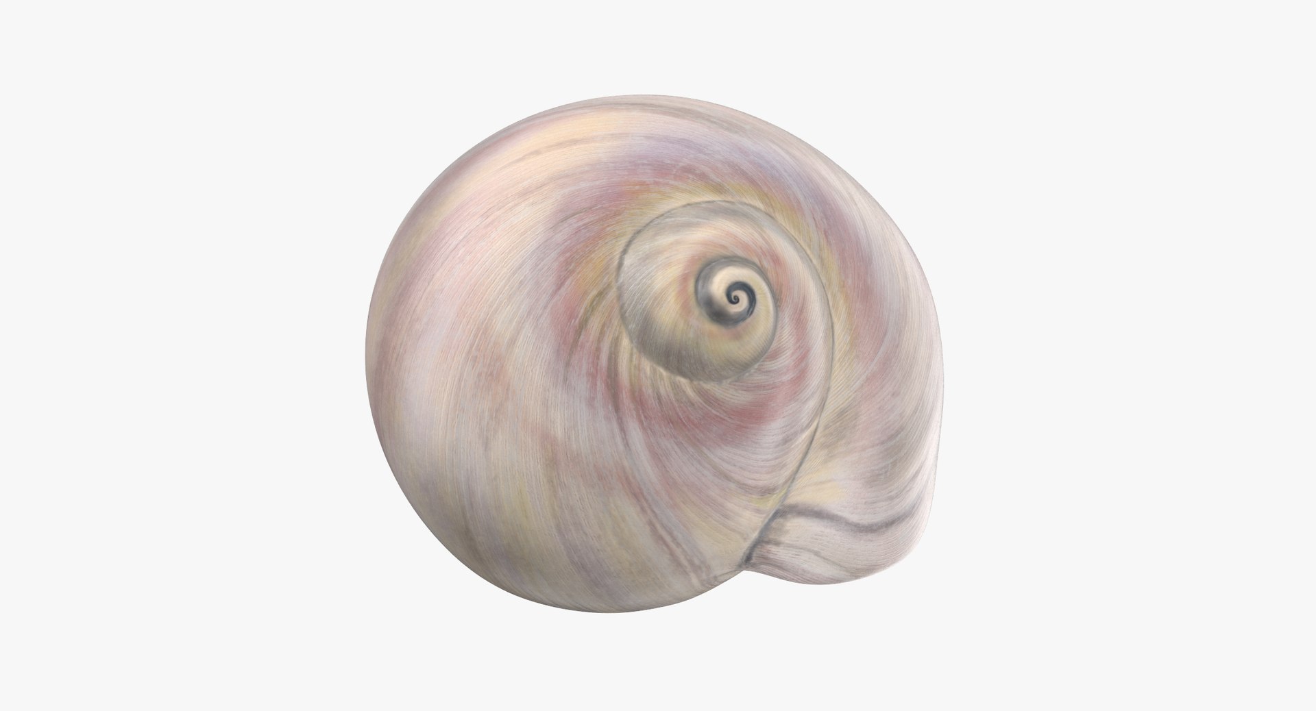 sharkeye moon shell max https://p.turbosquid.com/ts-thumb/4k/o6bhtm/jkHTtmno/sharkeye_moon_shell_002_thumbnail_0000/jpg/1479990779/1920x1080/fit_q87/7353c23feb5307790b67fcb7308293cd5d91c22c/sharkeye_moon_shell_002_thumbnail_0000.jpg