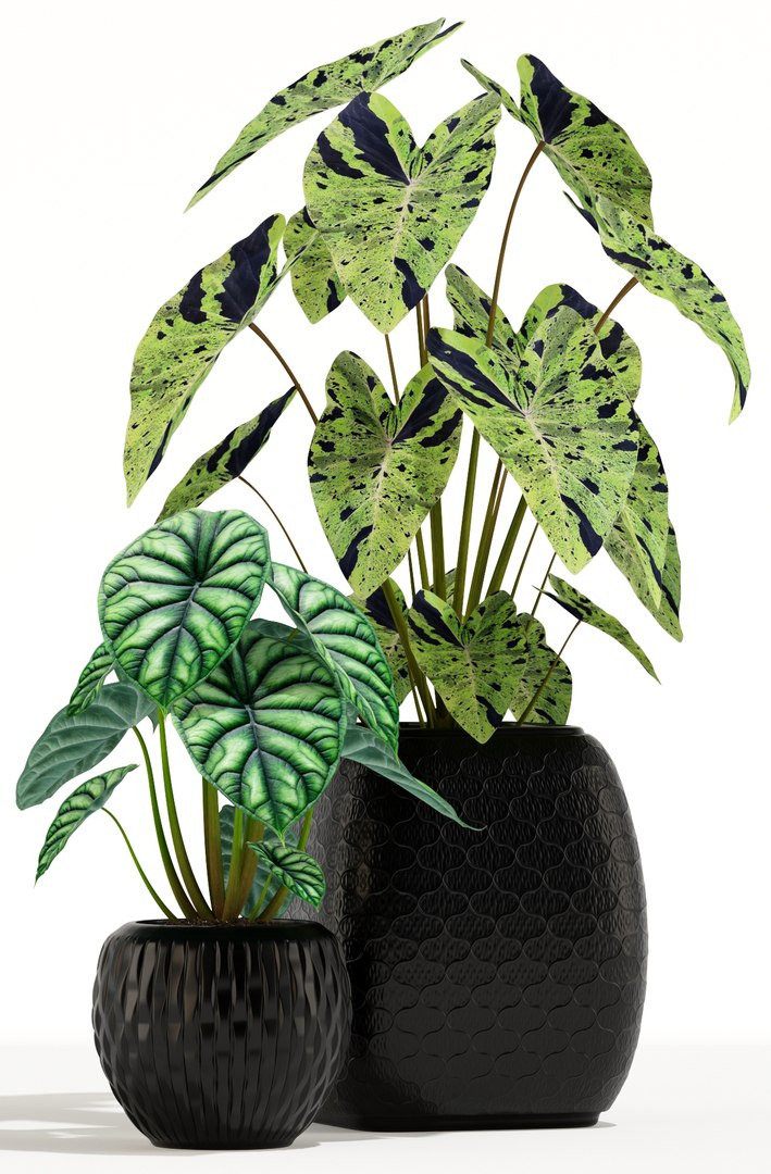 plants 137 3D model https://p.turbosquid.com/ts-thumb/4k/poG6M4/0H6CTL1s/plant_137_02/jpg/1552029480/1920x1080/fit_q87/0f6f1a30417e39fd7663a46272351c23d40c54d3/plant_137_02.jpg