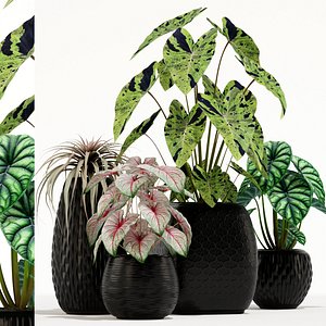 plants 137 3D model