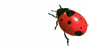 lady bug