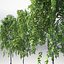 ArchTrees Birch (C)