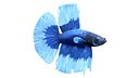 Betta Fish 6