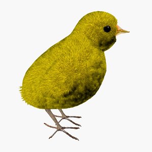 Fluffy chick 3D model