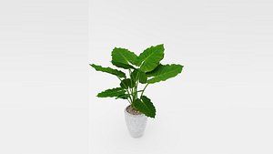 Alocasia Plant Model - Alocasia Macrorrhizos