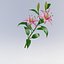 Lily 6